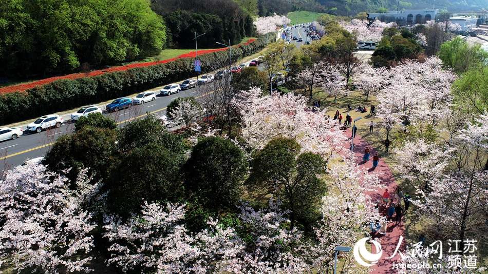 盛放的櫻花吸引了不少市民前來(lái)觀賞。人民網(wǎng)記者 王新年攝