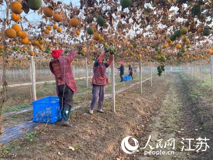 農(nóng)戶在見龍村瓜蔞產(chǎn)業(yè)園采收瓜蔞。靖江市委組織部供圖