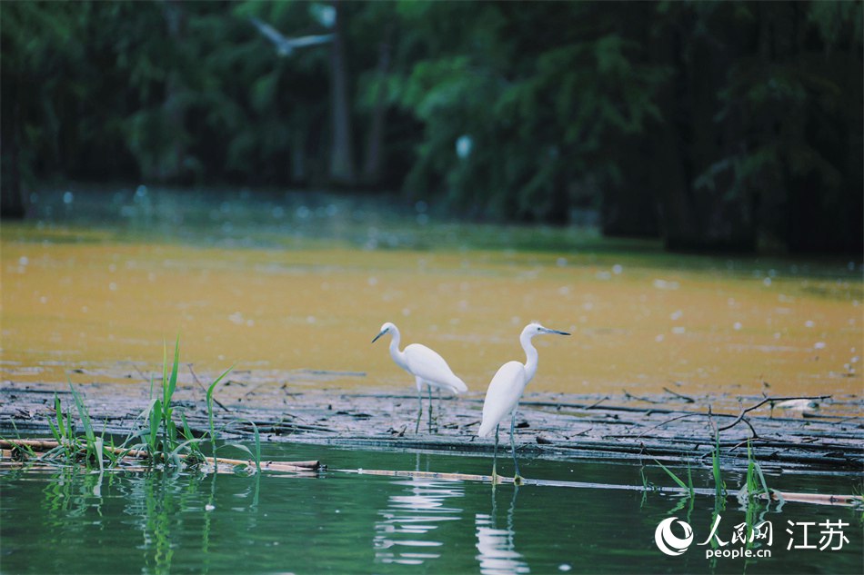 池杉湖濕地公園為數(shù)以萬(wàn)計(jì)的禽鳥(niǎo)種群提供棲息之地。人民網(wǎng) 冷金明攝