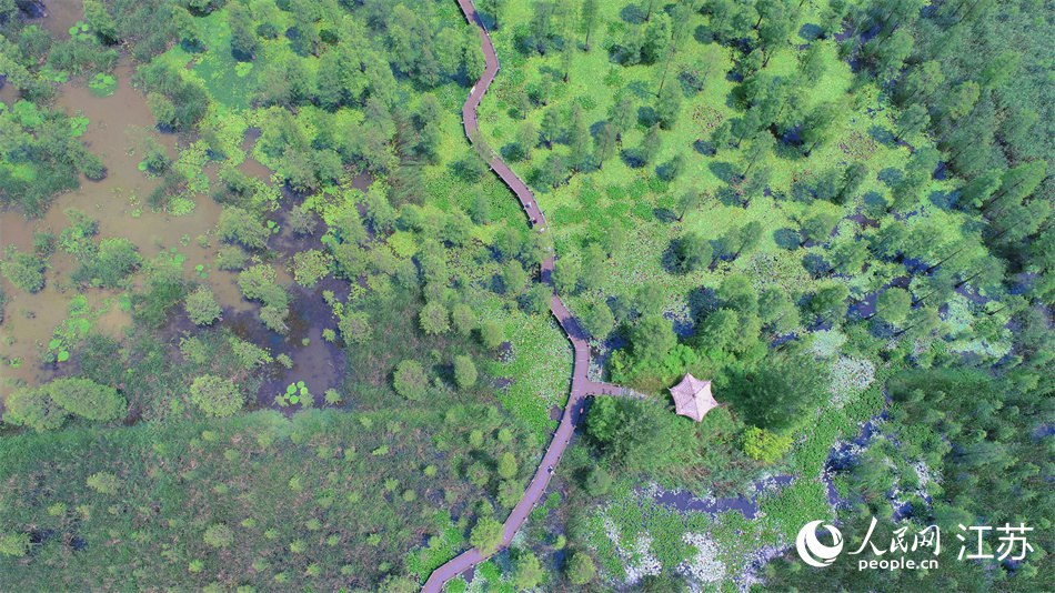 航拍池杉湖濕地公園。人民網(wǎng) 冷金明攝