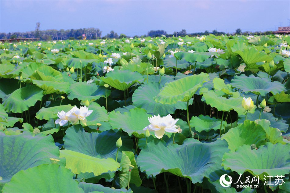 池杉湖濕地公園內(nèi)的千畝荷塘。人民網(wǎng) 冷金明攝