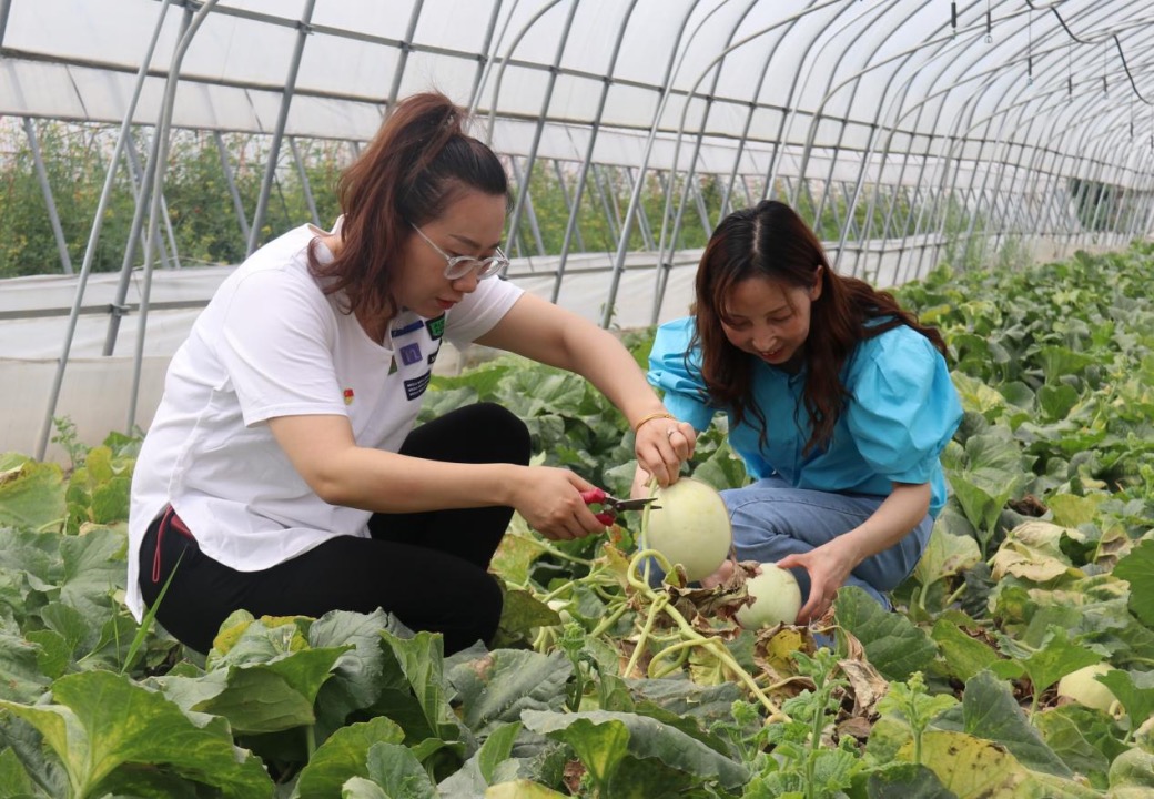 員工在果蔬大棚里采摘甜瓜 興化煙草供圖