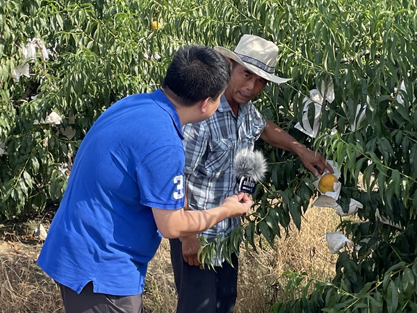 主播深入田間地頭采摘黃桃 昆山煙草供圖