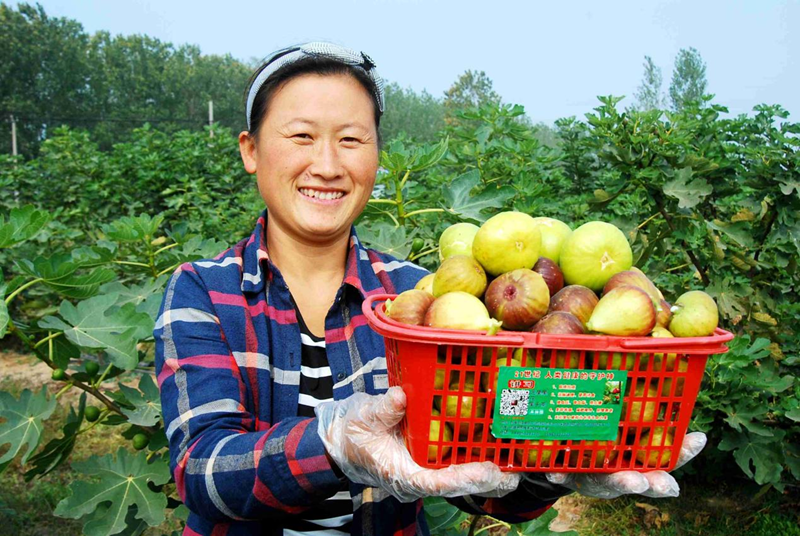 圖為一農(nóng)民正在展示豐收的無花果。東?？h委宣傳部供圖_副本