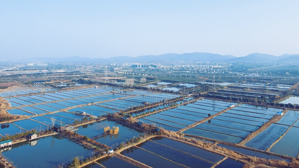 圖為浦口永寧青蝦養(yǎng)殖基地。永寧街道供圖