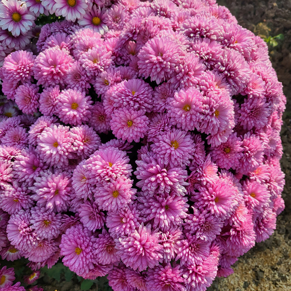 “太空菊”在南農(nóng)大湖熟菊花基地綻放。江融宣供圖