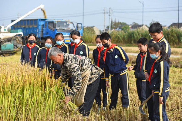 西來(lái)鎮(zhèn)中心小學(xué)的學(xué)生們體驗(yàn)傳統(tǒng)手工割稻、扎稻。靖江市委宣傳部供圖