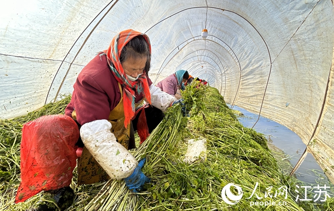 村民在挑揀水芹。人民網(wǎng) 王丹丹攝