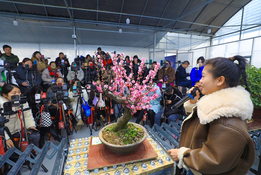 數(shù)十名花木電商主播通過(guò)矩陣直播與粉絲互動(dòng)，提升銷量。丁華明攝