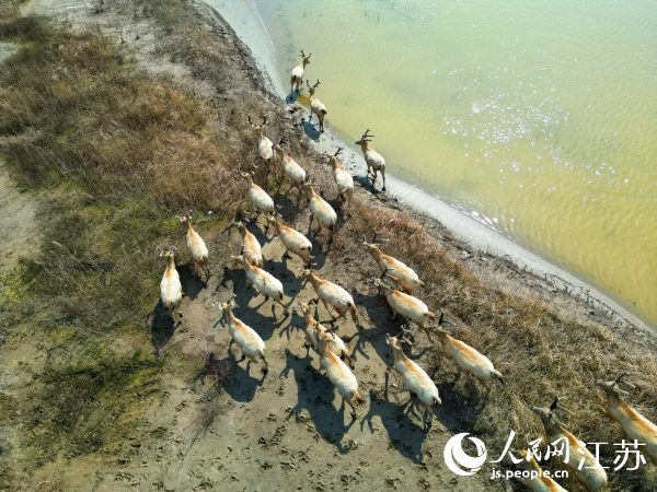 如東縣小洋口旅游度假區(qū)發(fā)現(xiàn)的野生麋鹿群。人民網(wǎng)記者 王繼亮攝