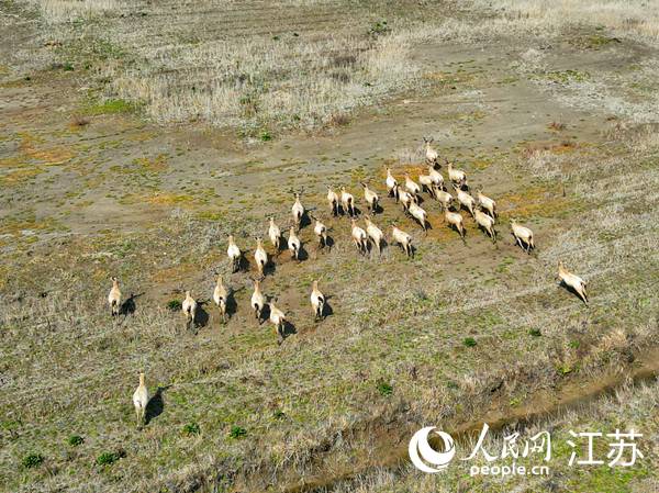 如東縣小洋口旅游度假區(qū)發(fā)現(xiàn)的野生麋鹿群。人民網(wǎng)記者 王繼亮攝