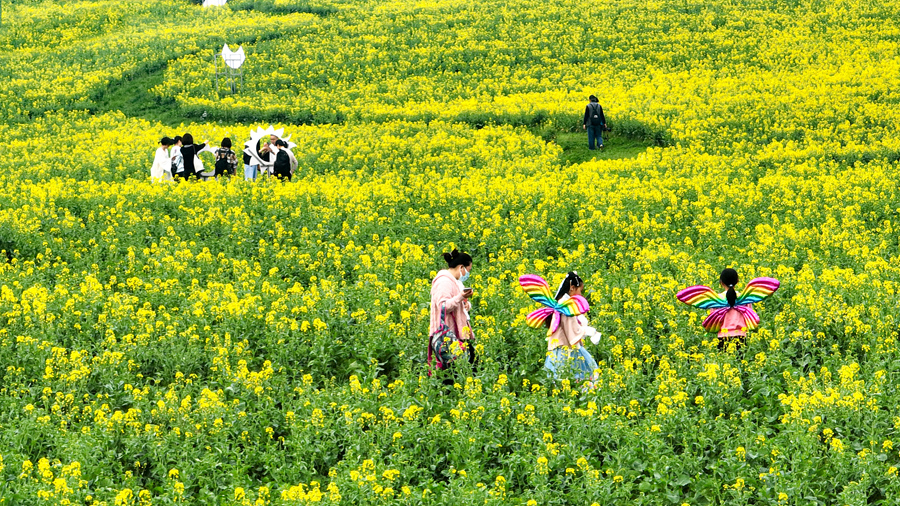 萬畝油菜花綻放。傅志偉攝