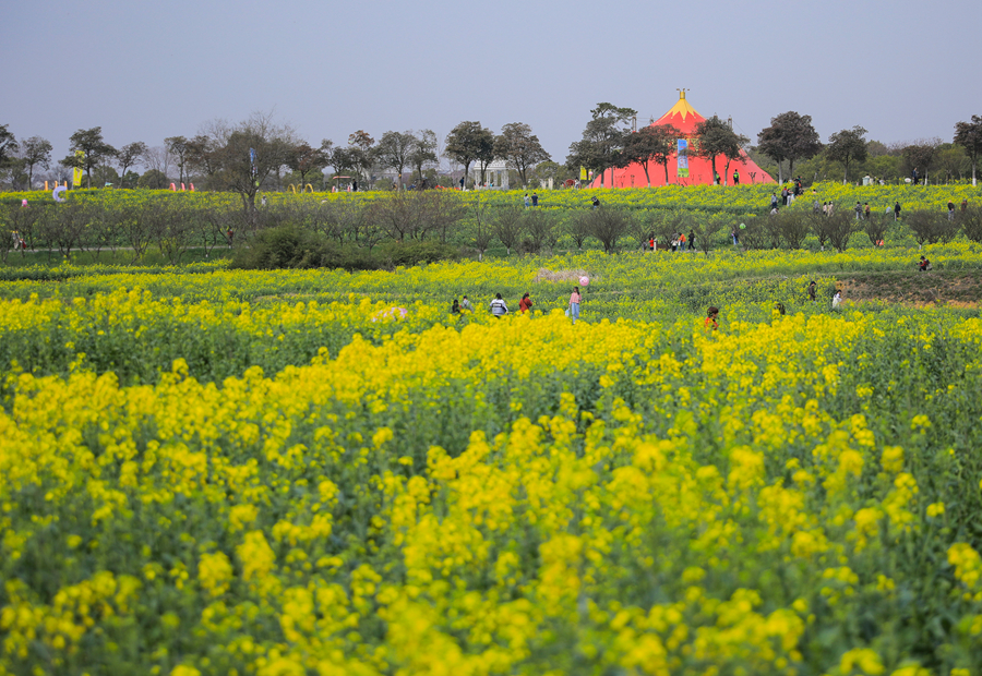 萬畝油菜花綻放。芮沁攝