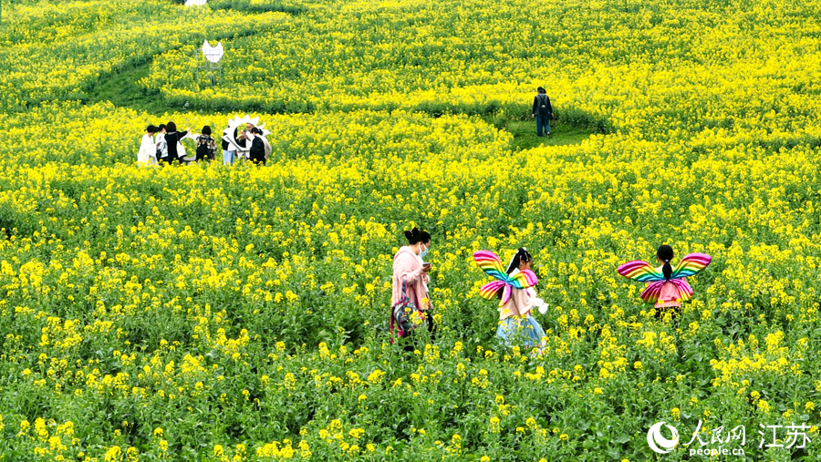 南京高淳萬畝油菜花綻放。傅志偉攝