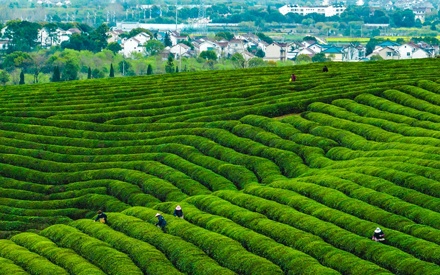 4000畝優(yōu)質(zhì)春茶的青山茶場。劉列攝