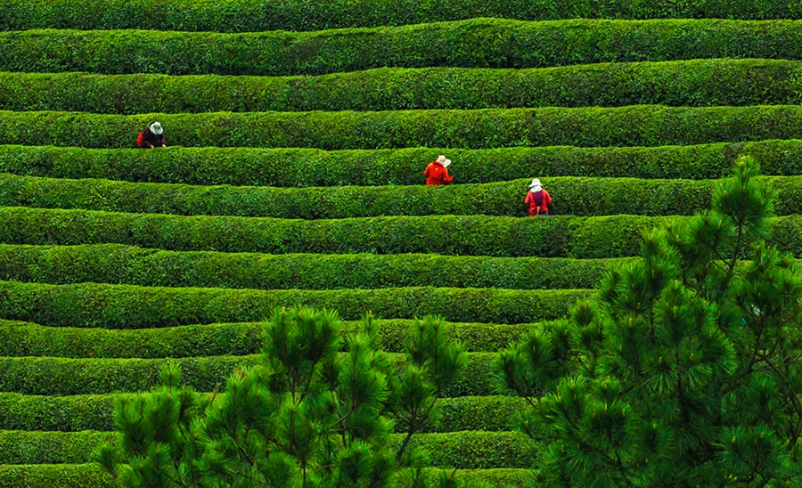 茶農(nóng)們正在進(jìn)行明前茶采摘。劉列攝