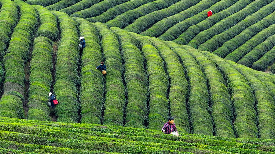 高淳區(qū)青山茶場內(nèi)，茶農(nóng)正在采茶。傅志偉攝