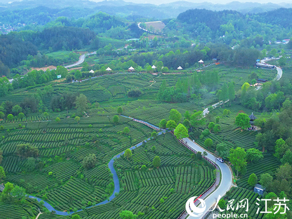 航拍寧強千山茶園。人民網(wǎng) 記者王繼亮攝