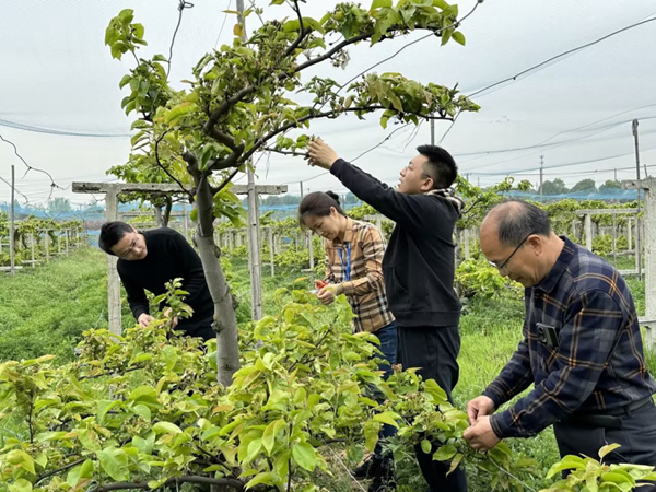 儀征煙草團支書帶領(lǐng)志愿者與果農(nóng)探討種植技術(shù)。儀征煙草供圖