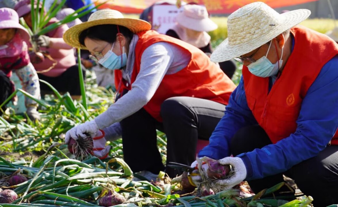 黨員志愿者協(xié)助村民采收洋蔥。大豐煙草供圖