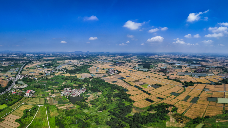 麥田鳥瞰。劉列攝