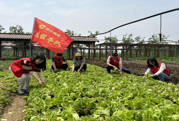 邗江煙草志愿者幫助戴云芳采摘生菜。彭冰晶攝