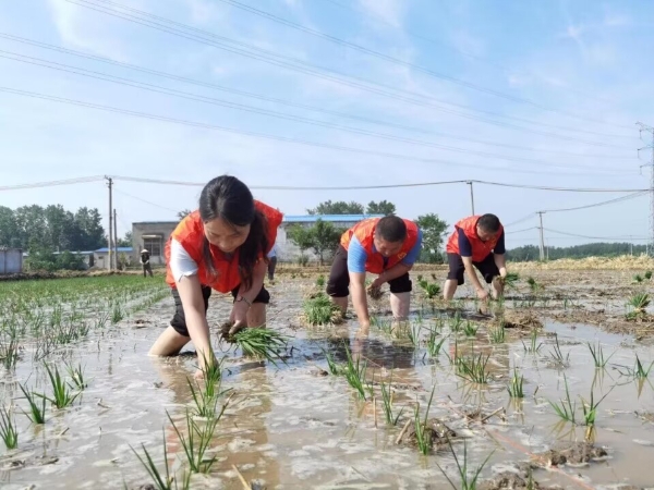 志愿者早稻插秧現(xiàn)場。王軍攝