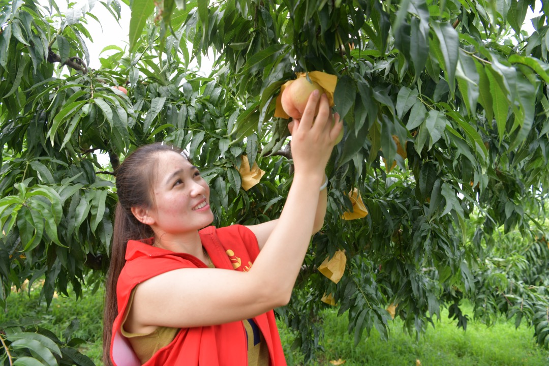 志愿者幫忙采摘水蜜桃。泗洪煙草供圖