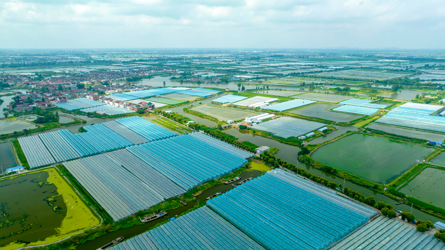 林湖鄉(xiāng)葡萄種植基地。周社根攝