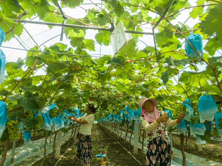 葡萄園里豐收忙。周社根攝