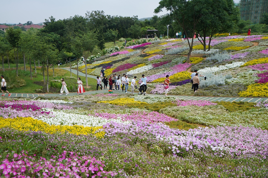 游客在花谷奇緣景區(qū)賞花。金壇茅山旅游度假區(qū)供圖