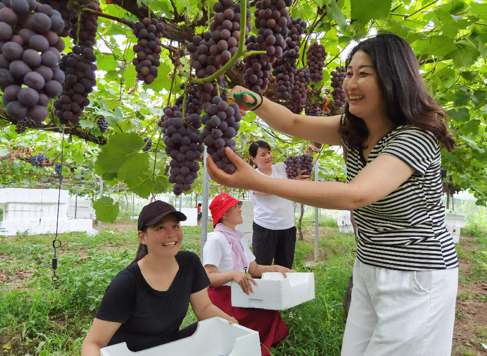 游客體驗采摘葡萄。灌南縣委宣傳部供圖