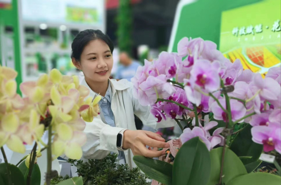 第十屆沭陽(yáng)花木節(jié)現(xiàn)場(chǎng)展示的蝴蝶蘭。丁華明攝