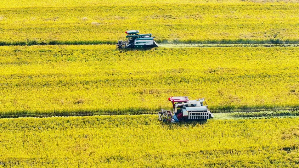 收割機(jī)在稻田里來(lái)回穿梭。 陳春花攝