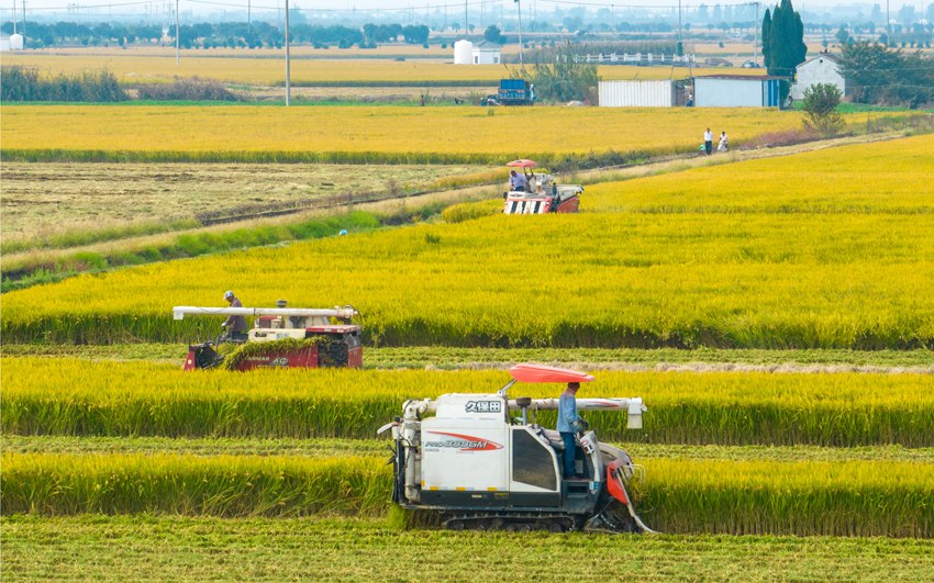 收割機(jī)在田間來(lái)回穿梭。周社根攝