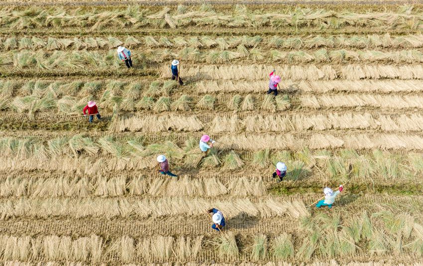 農(nóng)民翻曬收割后的稻草。周社根攝