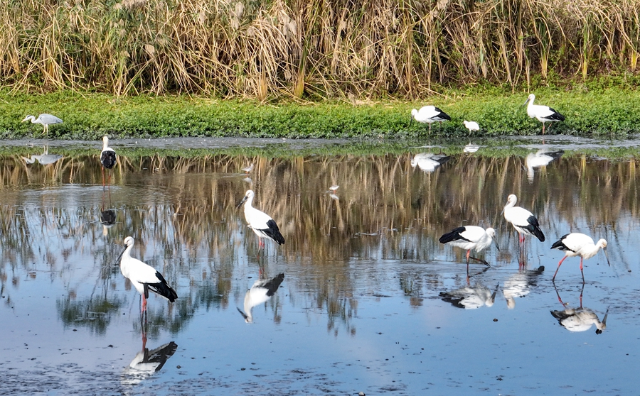 里下河國(guó)家濕地公園內(nèi)，東方白鸛等候鳥在淺灘棲息、覓食。周社根攝