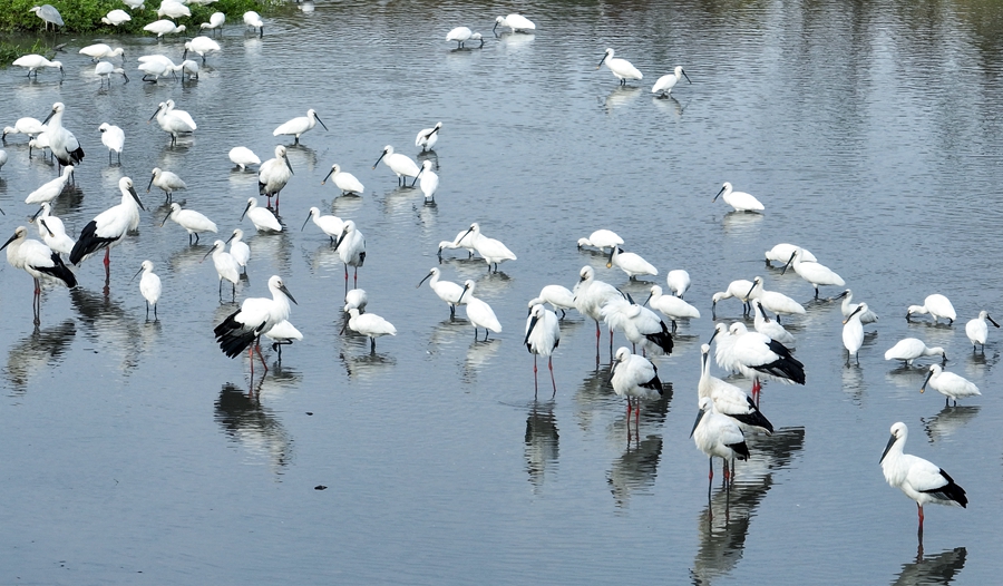 里下河國(guó)家濕地公園內(nèi)，候鳥(niǎo)停歇。周社根攝