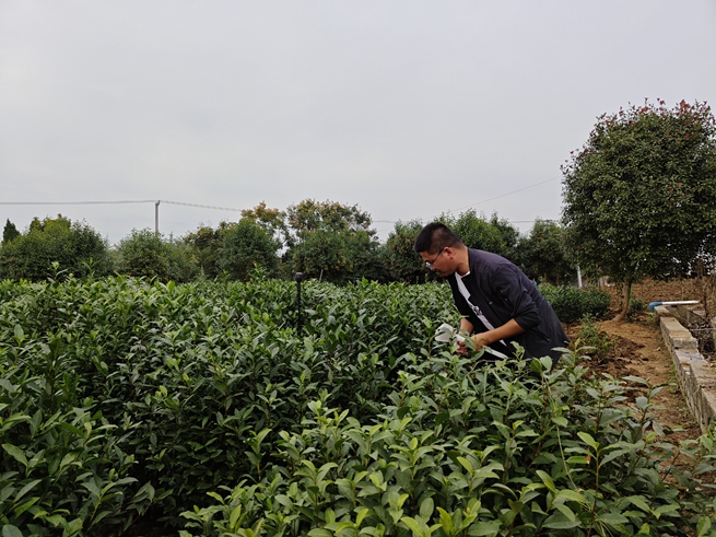 宋克超在茶園觀察茶樹病害情況。徐潔攝