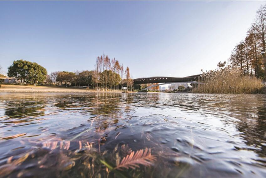 南京河西城市生態(tài)公園湖面冰封 冬景如畫(huà)