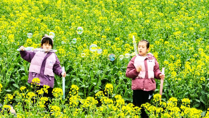 游客暢享油菜花景。高淳區(qū)融媒體中心供圖