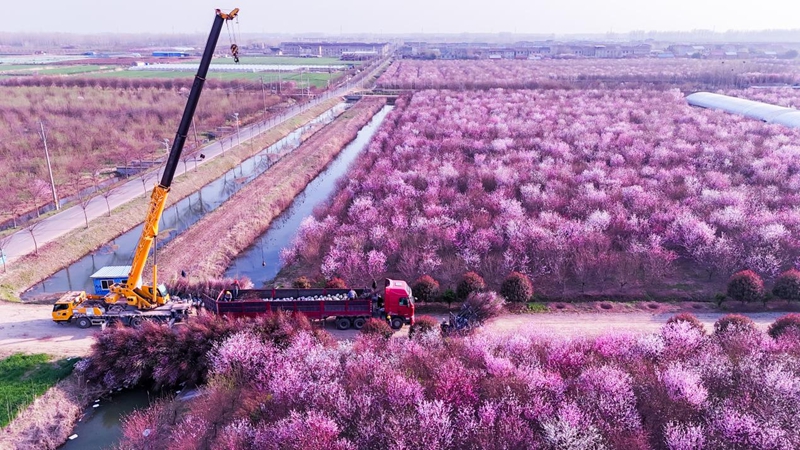 沭陽縣桑墟鎮(zhèn)榆葉梅基地，工人正在裝車發(fā)貨。胡夢倩攝