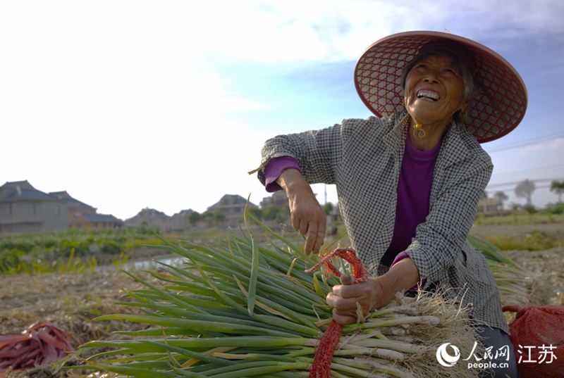 蔥農(nóng)在綁扎香蔥，每捆約25斤。  人民網(wǎng) 范堯攝