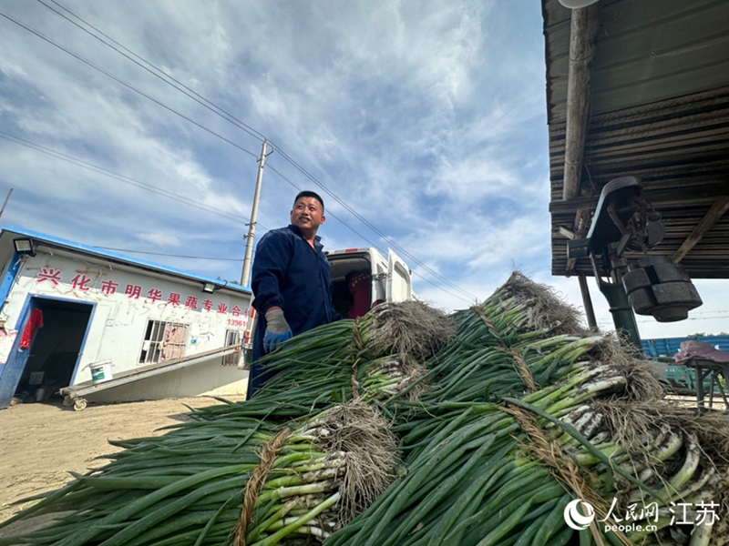 明華果蔬專業(yè)合作社，沈明華給蔥過磅后裝車。  人民網(wǎng)范堯 攝