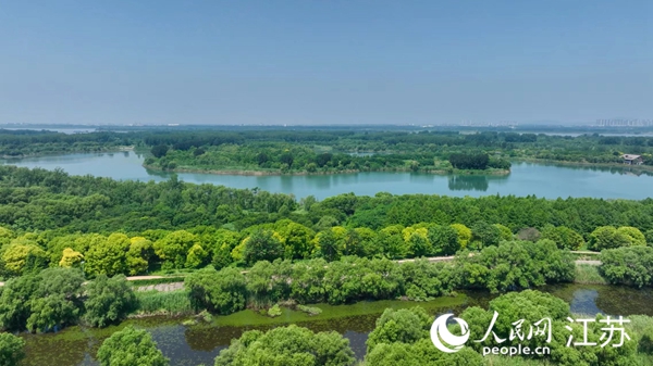 南京長江新濟(jì)洲國家濕地公園綠意翻涌。人民網(wǎng) 黃啟源攝