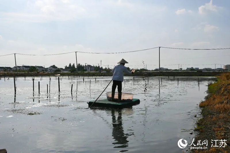 拙蟹園合作社的蟹農(nóng)給蟹苗拋灑餌料。人民網(wǎng) 鞠峰攝