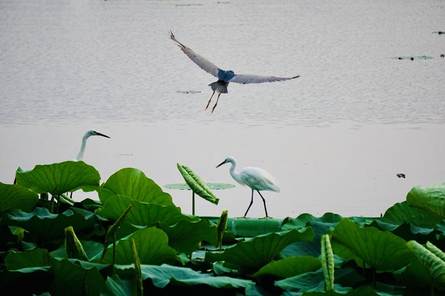 莫愁湖公園里的鳥類。汪志勤攝