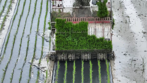 插秧機(jī)正在作業(yè)。東臺市委宣傳部供圖