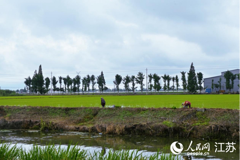 興化戴窯鎮(zhèn)農(nóng)民忙著插秧。 人民網(wǎng) 鞠峰攝