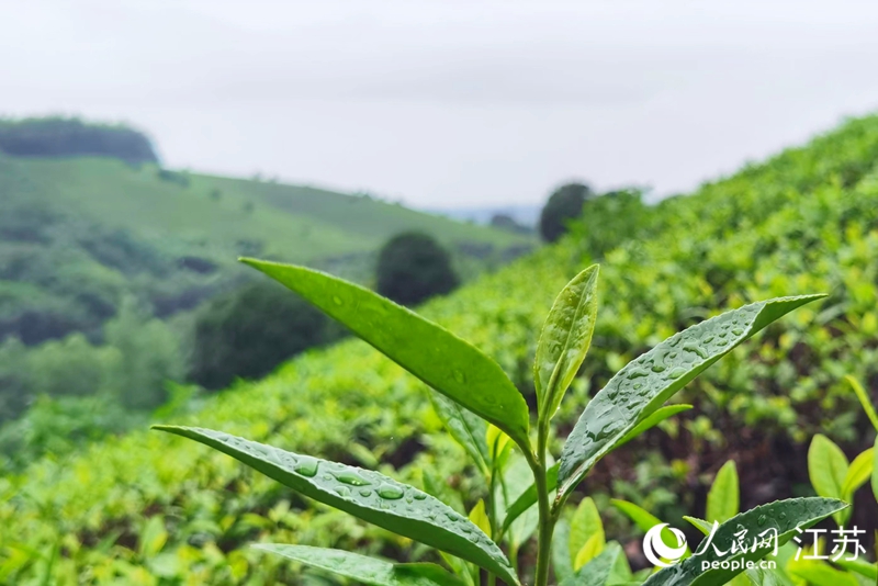 王群生的茶山上長(zhǎng)滿了茶樹。人民網(wǎng) 江楠攝